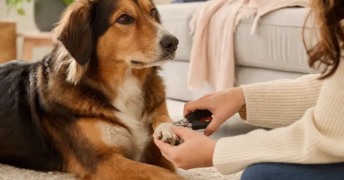 A calm dog having one front paw gently held by its owner for a nail trim in a warm, softly lit living room