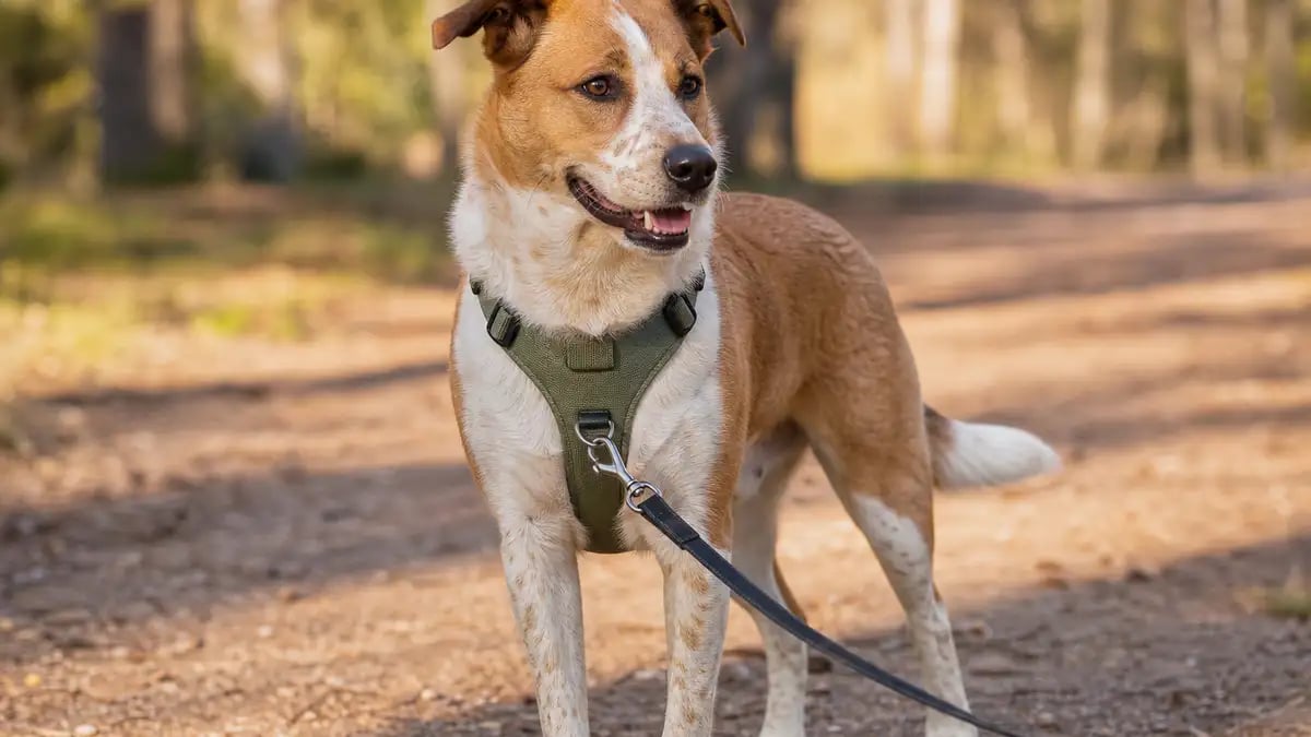 A calm dog wearing a well-fitted Y-front harness standing on a path, with a fixed-length leash clipped to the chest, on a bright day