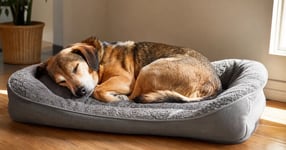 A dog asleep on a cosy, supportive bed