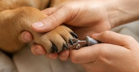 A calm dog having its nails trimmed