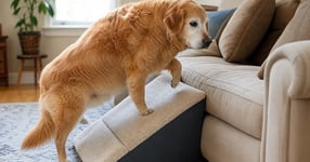 An older dog using a padded ramp to climb onto a sofa