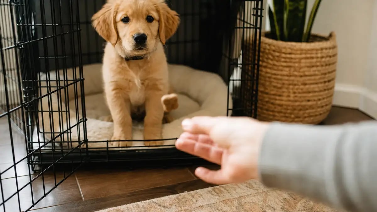 A hand gently tossing a small treat into an open crate where a calm puppy waits, showing reward-based crate introduction