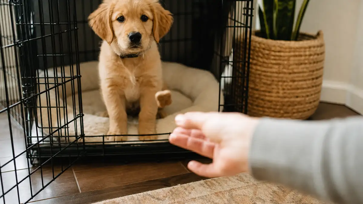 A hand gently tossing a small treat into an open crate where a calm puppy waits, showing reward-based crate introduction